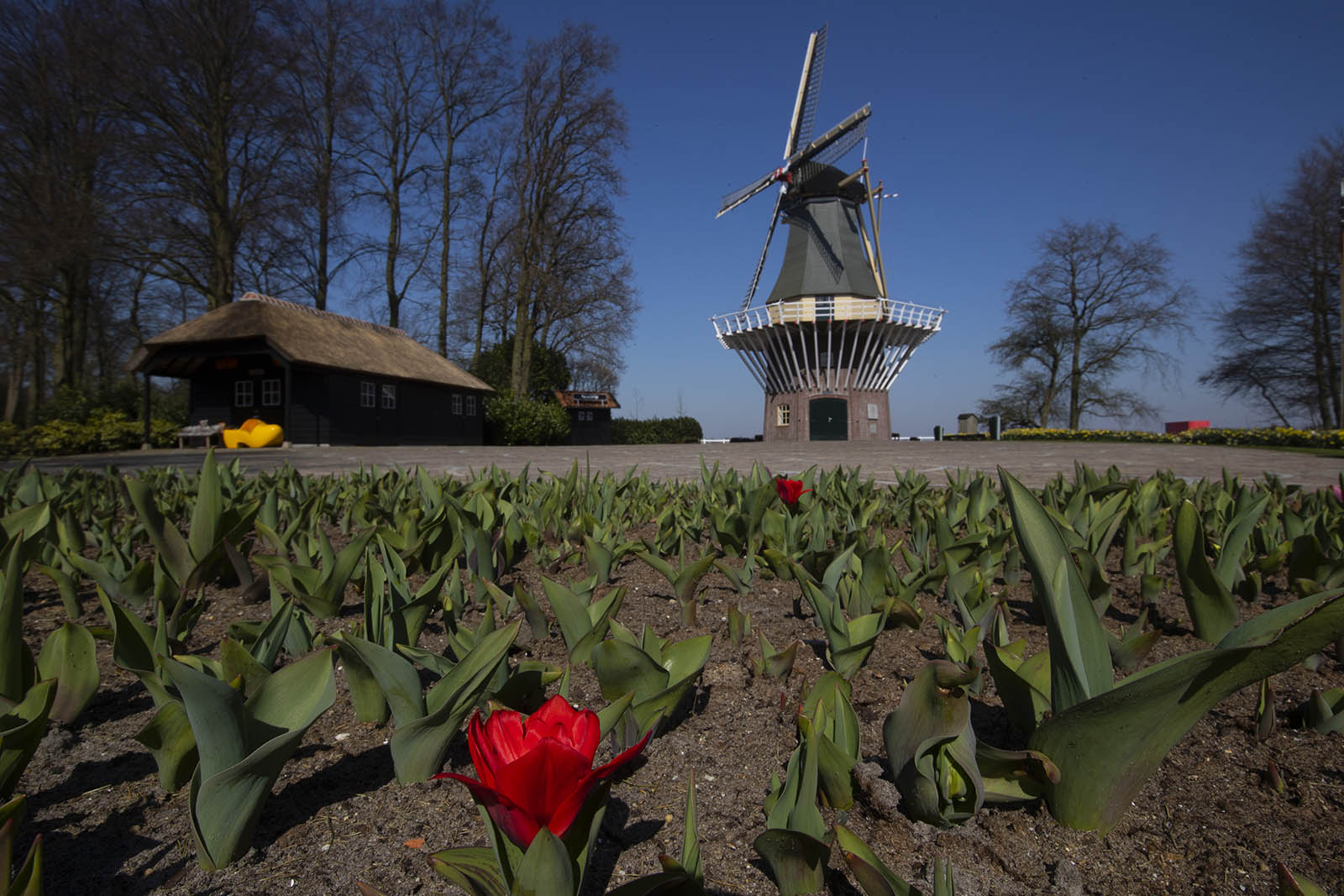 צבעוניים ראשונים פורחים בגינת פרחים בהולנד. הגינה המפורסמת סגורה בשל מגפת הקורונה. 26 במרץ (AP Photo/Peter Dejong)
