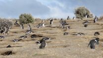 שמורת הטבע "פונטה טומבו" בארגנטינה (צילום: דייאנה פאל)