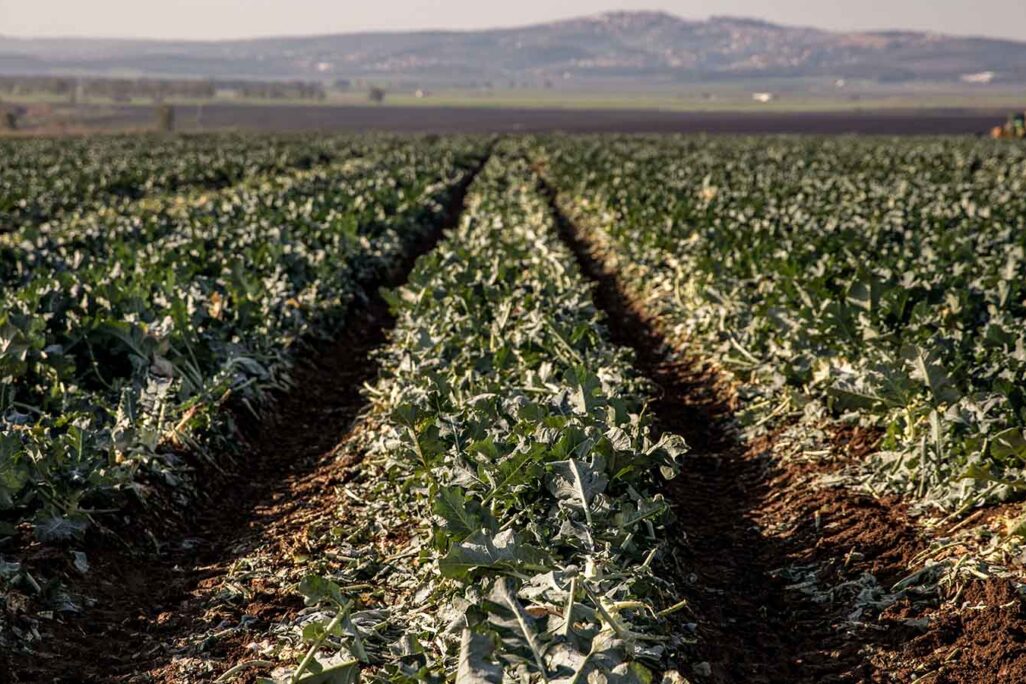 גידולים חקלאיים בעמק יזרעאל (צילום: ענת חרמוני / פלאש 90)