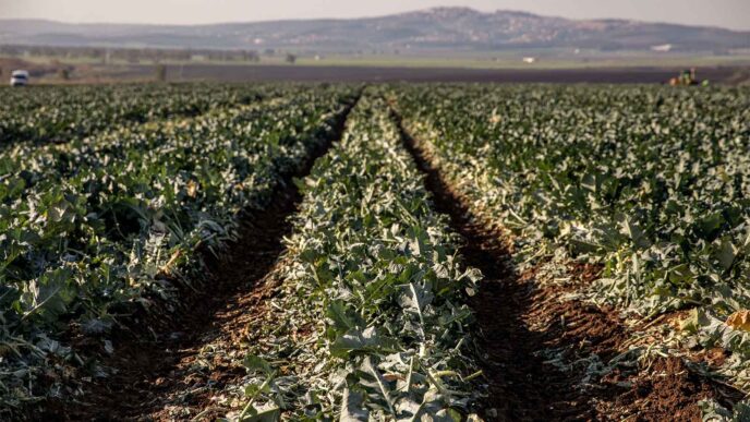גידולים חקלאיים בעמק יזרעאל. (צילום: ענת חרמוני / פלאש 90)