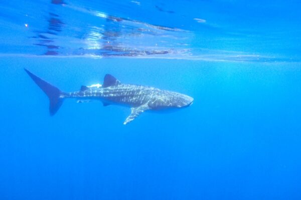 כריש לוויתן במפרץ איילת (צילום: עמרי עומסי רשות הטבע והגנים)