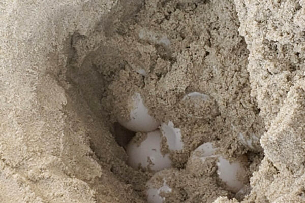 קן צב הים שנתגלה בחוף 'נאות' בקריית חיים. (צילום: דוברות עיריית חיפה)
