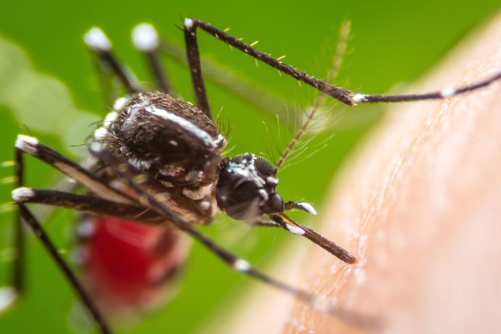 יתוש: "החיה הקטלנית ביותר בעולם". (קרדיט: shutterstock)