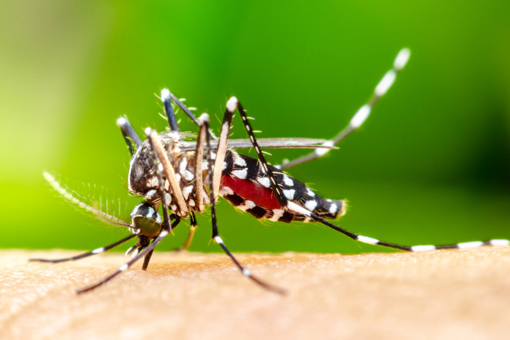 יתוש אדס מצרי. (קרדיט: shutterstock)