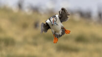 תוכי ים (Atlantic Puffin), סקוטלנד. "ברגע שהציפור מורעבת והיא מגיעה לנקודה שיש בה מזון - תתמקם שם עם המסתור שלך" (צילום: חיים זיו)