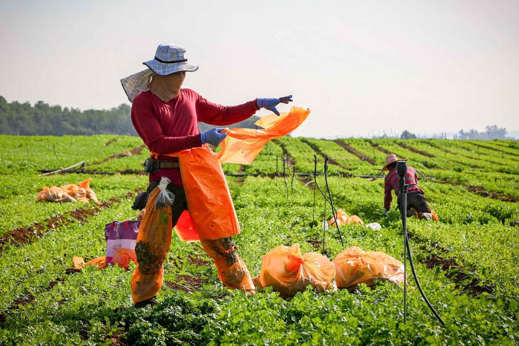 עובדים זרים מתאילנד בחקלאות. למצולמים אין קשר לכתבה (צילום: יעקב לדרמן / פלאש 90)