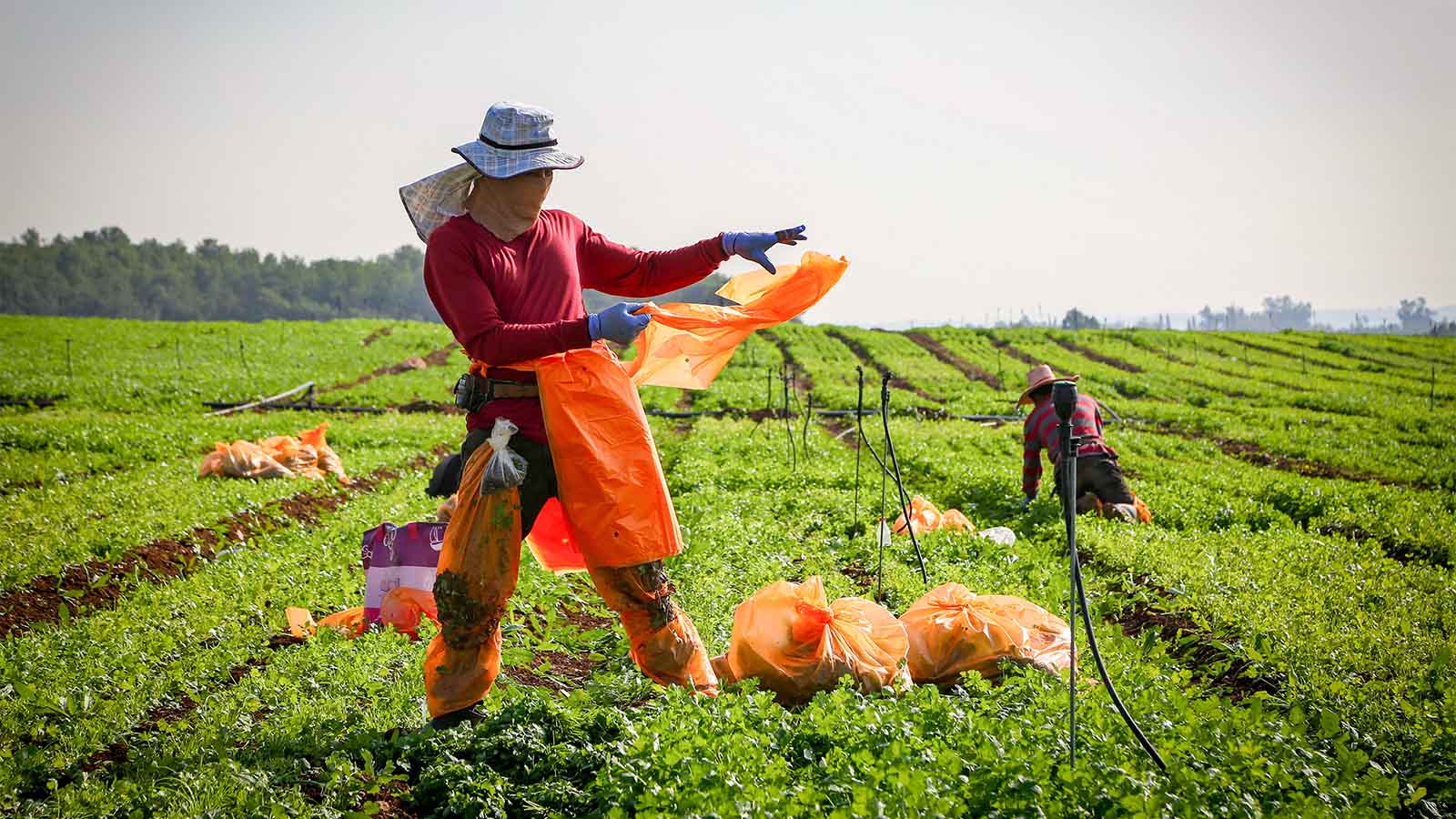 עובדים תאילנדים בחקלאות (צילום ארכיון: יעקב לדרמן, פלאש 90)