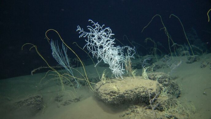 מיני אלמוגים בהפרעת פלמחים (צילום: אדם וייסמן, איציק מקובסקי, דני צ'רנוב, אוניברסיטת חיפה)