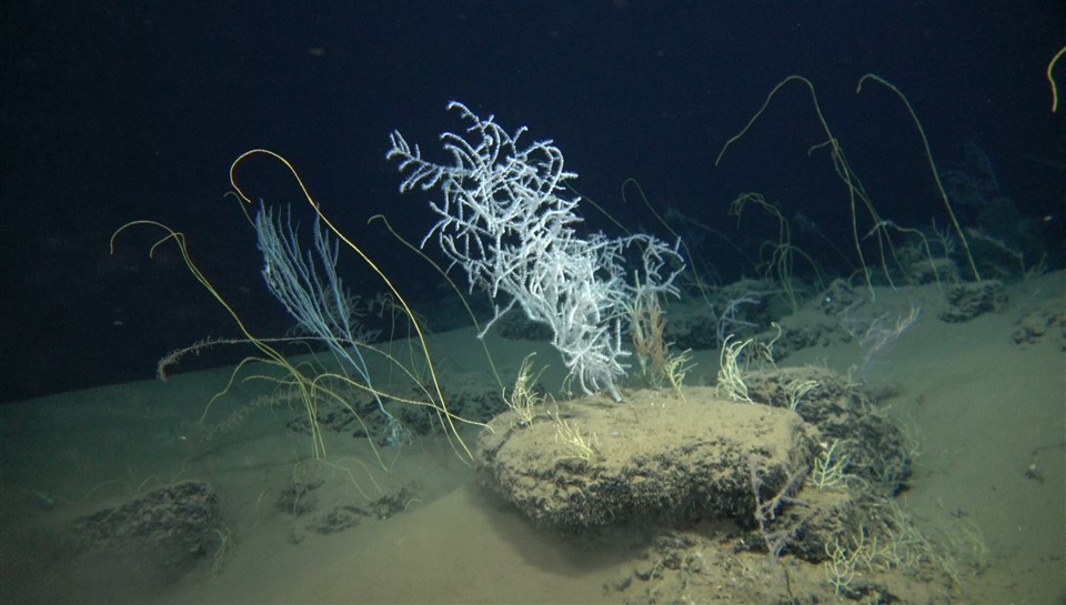 מיני אלמוגים בהפרעת פלמחים. (צילום: אדם וייסמן, איציק מקובסקי, דני צ'רנוב, אוניברסיטת חיפה)