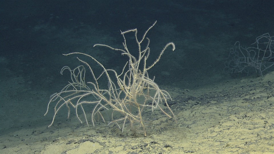 מיני אלמוגים בהפרעת פלמחים. (צילום: אדם וייסמן, איציק מקובסקי, דני צ'רנוב, אוניברסיטת חיפה)