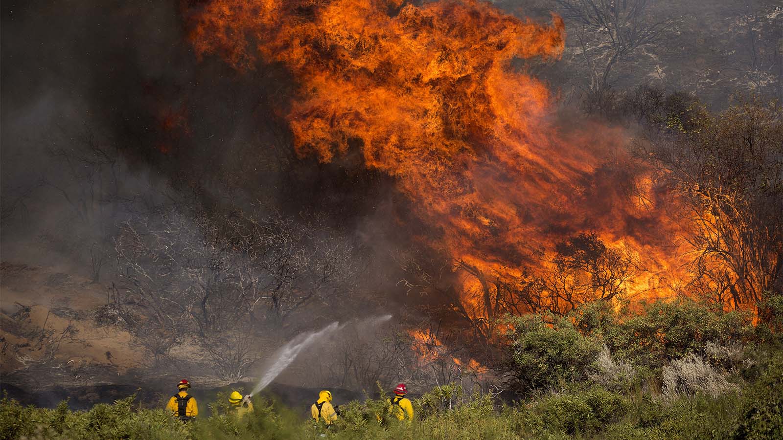 שריפת יער בקליפורניה. 2 באוגוסט (AP Photo/Ringo H.W. Chiu)