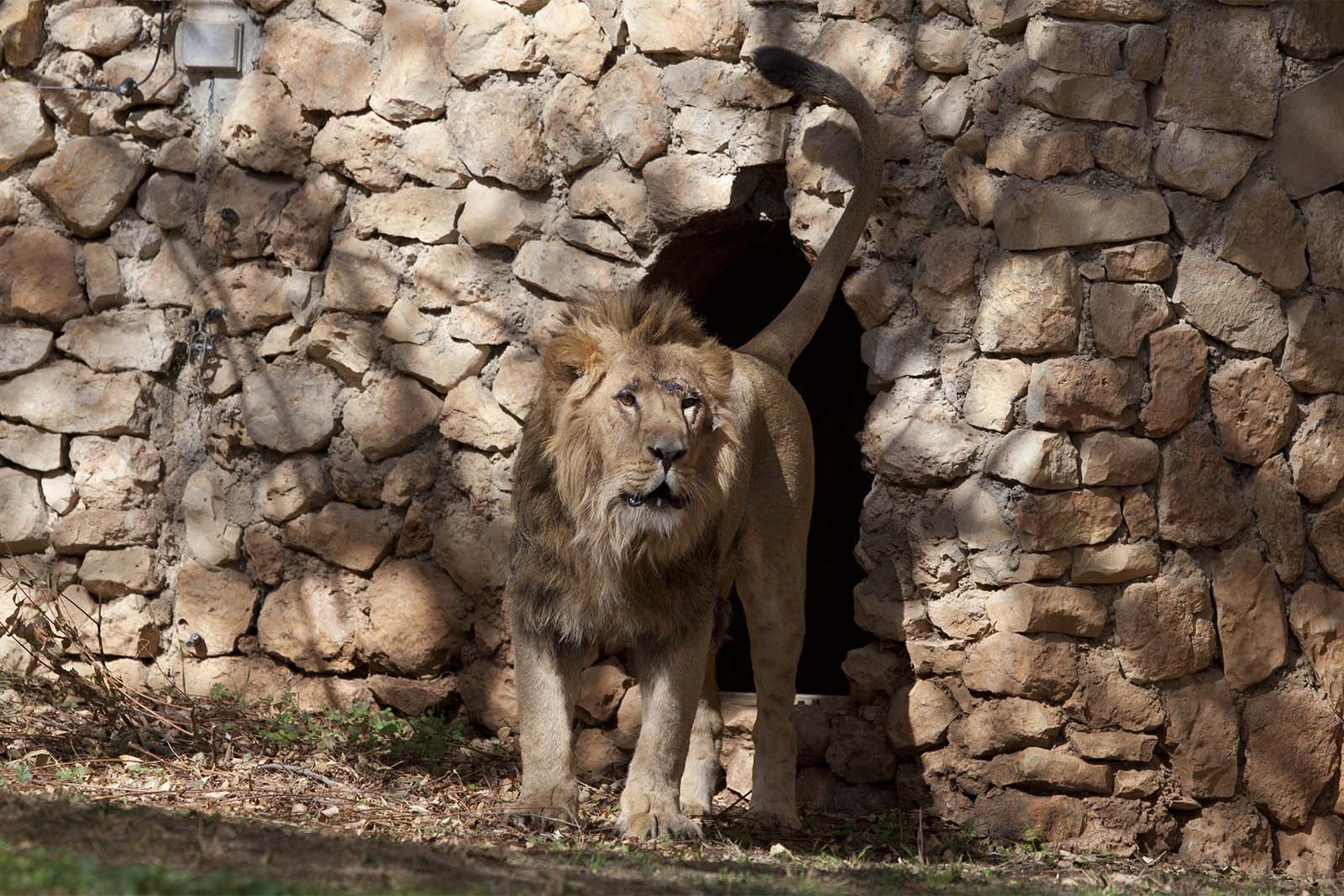 בסוף הוא לא יזכה להכיר חבר לבנוני. אריה בגן החיות התנכ&quot;י בירושלים (צילום ארכיון: פלאש90)