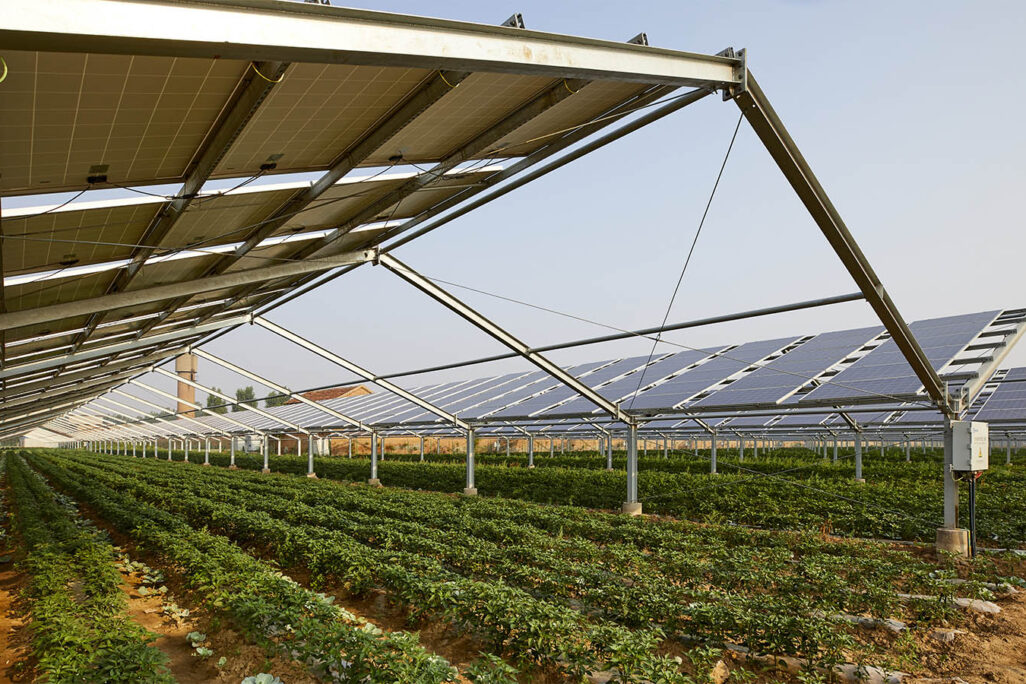 פאנלים סולאריים על שטח חקלאי (צילום אילוסטרציה: Shutterstock)