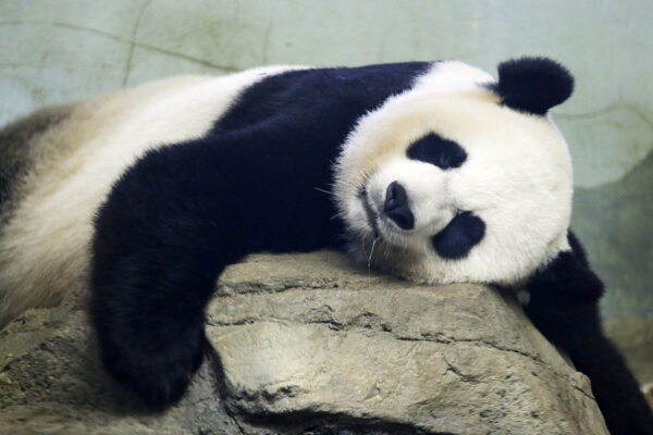 מיי שיאנג, הפנדה הענקית של גן החיות בוושינגטון, נחה לקראת המלטה צפויה (AP Photo/Jacquelyn Martin)