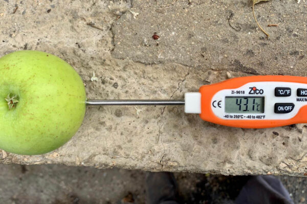 מדחום לתפוח בכרם בן זמרה (צילום: ניסים שטרן)
