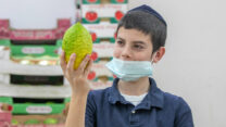 מחפשים אתרוג עם פיתם נקי מפגמים (צילום: יוסי אלוני/ פלאש90)