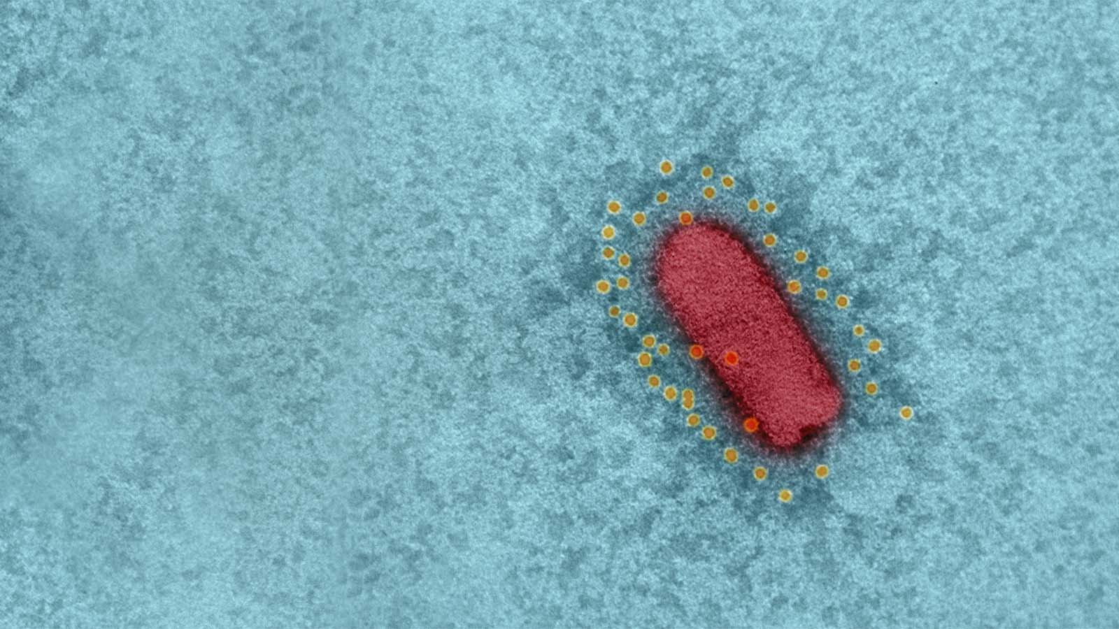 צילום מיקרוסקופי של החיסון לקורונה של המכון הביולוגי (צילום: משרד הביטחון והמכון למחקר ביולוגי)
