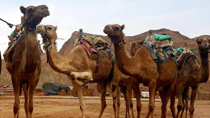 Camels waiting for tourists in a farm in Eilat (Photo: Private album)