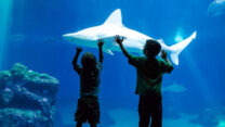 כריש סנפירתן (צילום: פארק המצפה התת ימי באילת)