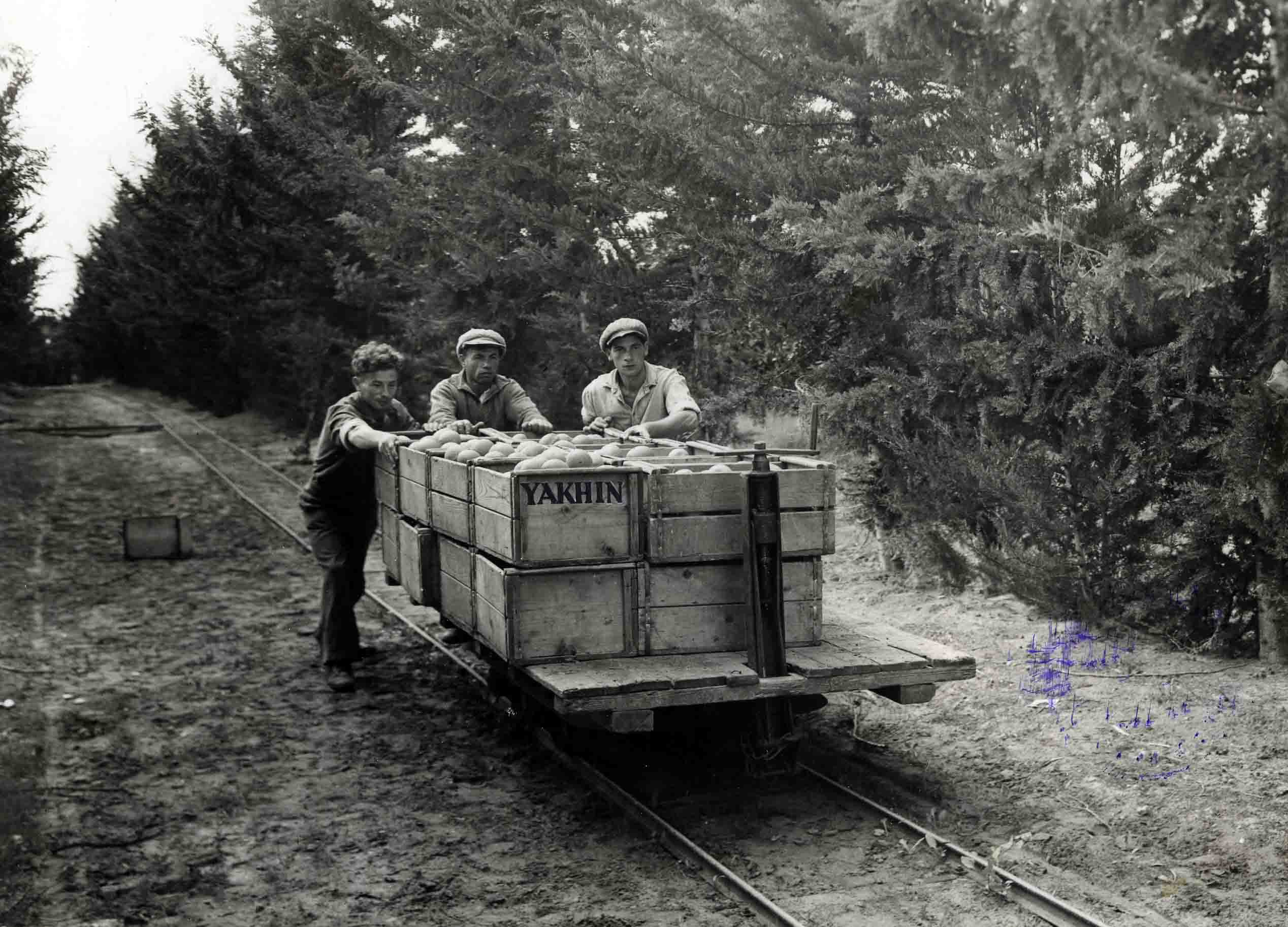 &quot;השנים הראשונות&quot;: פועלים מובילים פרי הדר באמצעות קרונית על מסילה (צילום: זולטן קלוגר, מתוך אוסף מכון לבון)