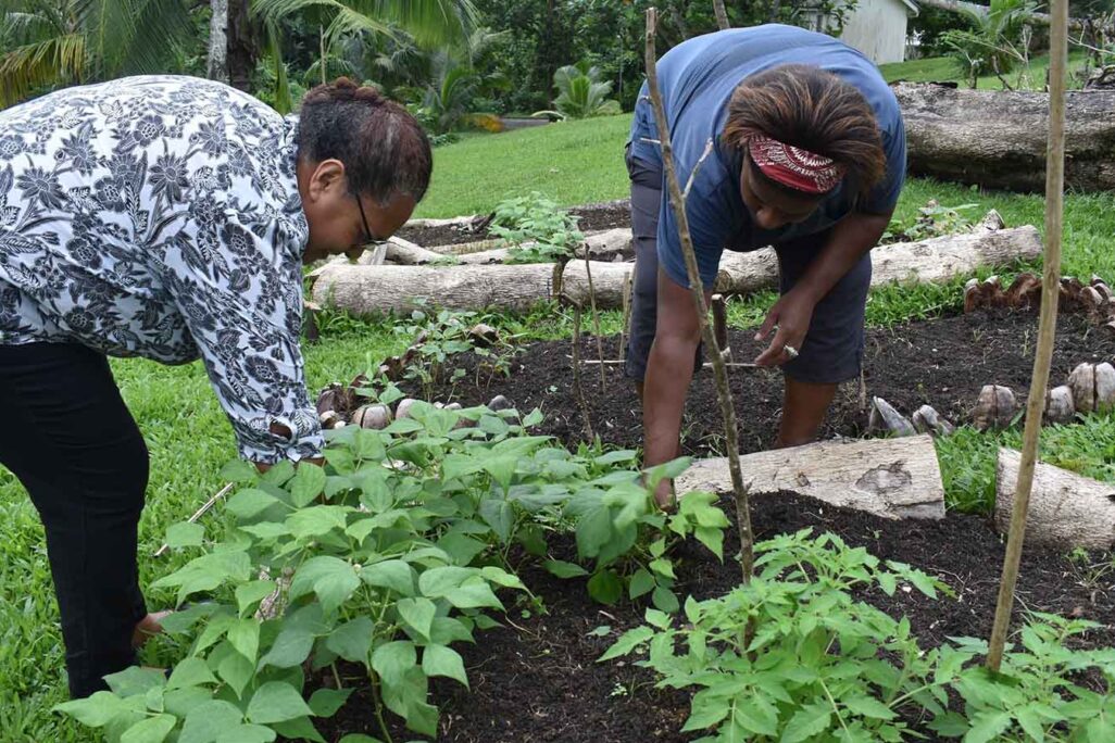 תושבות בפיג'י מגדלות לבד ירקות בבית כפתרון כלכלי בעקבות הפגיעה בענף התיירות במדינת האי (Fiji Ministry of Agriculture via AP)