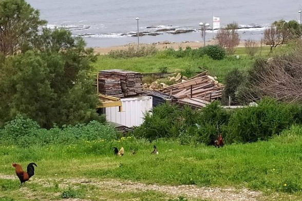 התרנגולות של יפו והים. "יפו זה המקום הכי אמיתי לגור בו" (צילום: סיגל מנור בנגה, הבית הפתוח לתרבות הודו ביפו) התרנגולות של יפו והים. "יפו זה המקום הכי אמיתי לגור בו" (צילום: סיגל מנור בנגה, הבית הפתוח לתרבות הודו ביפו)