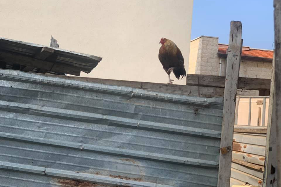 תרנגולת על גג פח לוהט (צילום: דיאנה פולנסקי) תרנגולת על גג פח לוהט (צילום: דיאנה פולנסקי)