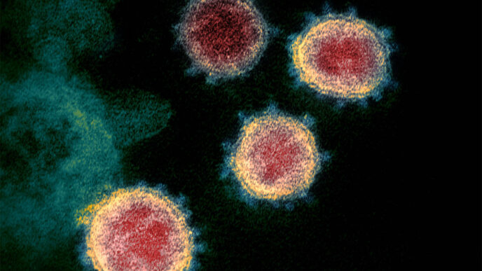 ננגיף הקורונה כפי שנראה תחת מיקרוסקופ אלקטרונים. הנגיף מסוגל להסוות את עצמו על ידי חיקוי חלק מהחומר הגנטי של התא המארח (צילום: NIAID-RML/AP)