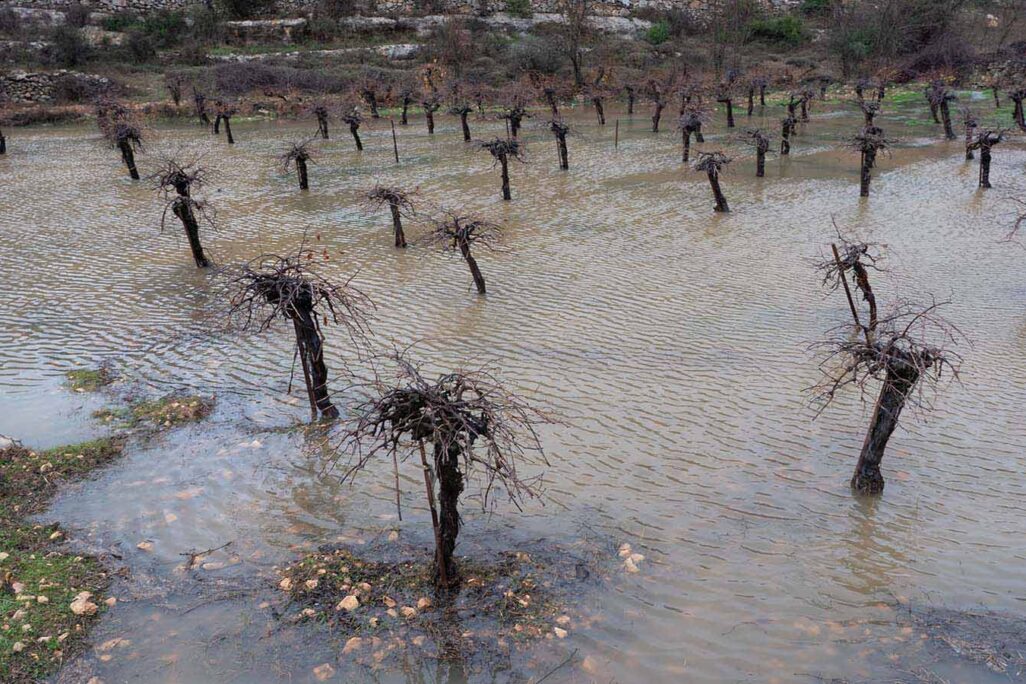 A flooded winery after a rainstorm. January 9, 2020 (Photo: Yaniv Nadav/Flash90)