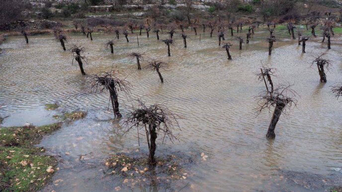 A flooded winery after a rainstorm. January 9, 2020 (Photo: Yaniv Nadav/Flash90)