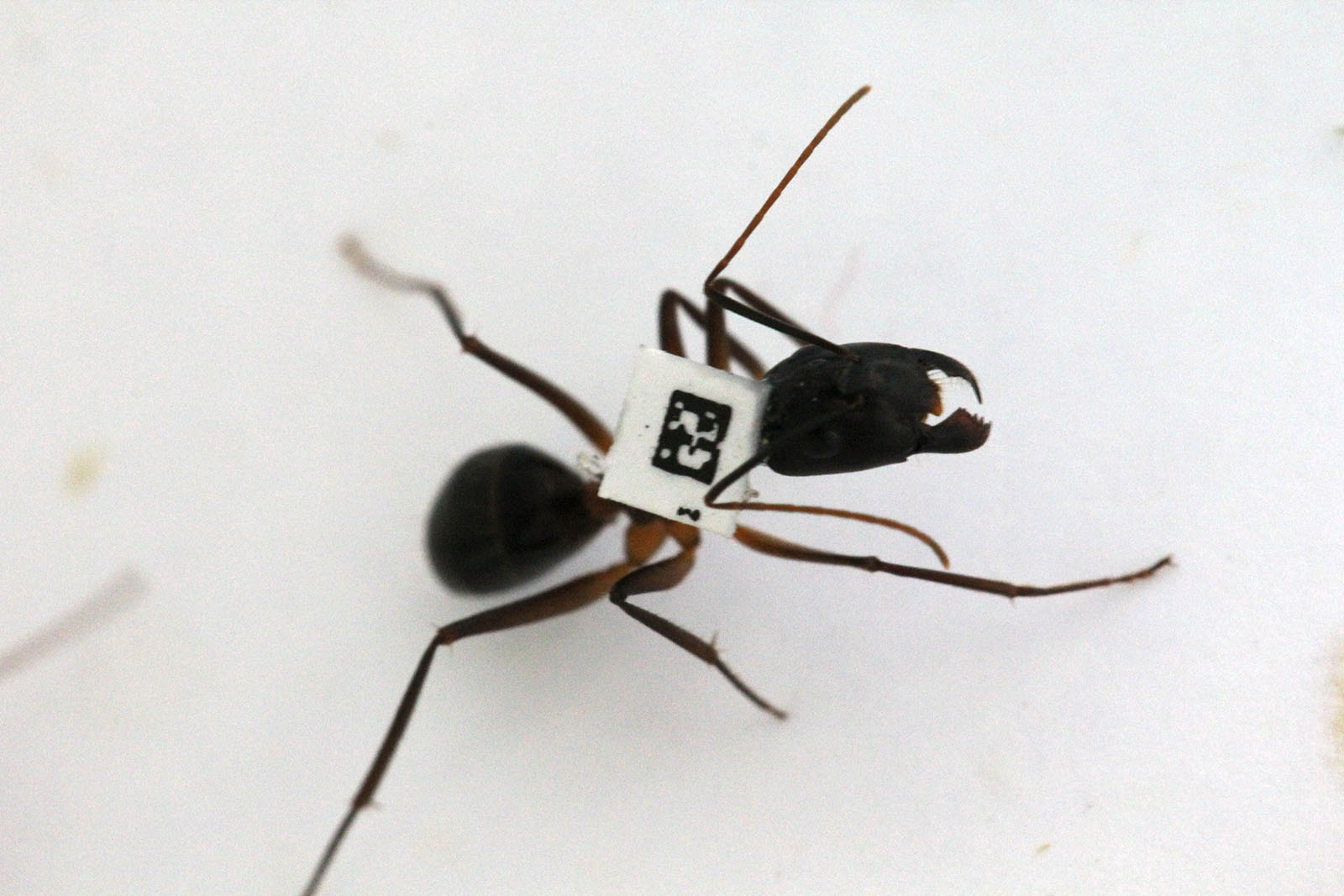 לנמלה שמשתתפת במחקר במעבדה של פרופ' עפר פיינרמן מוצמד ברקוד. "נמלים בקן נטרלו את רוב הקונפליקטים שיכולים להיות בחברה שלהן. הן 'דאגו' שלכולן יש אותו אינטרס משותף" (צילום: אלבום פרטי)