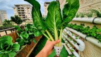 מנגולד מתוצרת המערכת ההידרופונית במרפסת של סטיב טלאור בצור יצחק. בוואטסאפ של הבניין שאלו: "למישהו יש סלרי?" וטלאור ענה: "בואו לקחת" (צילום: אלבום פרטי)