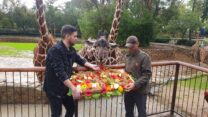 הג'רפה דניסה ביום ההולדת ה-30 (צילום: טיבור יגר, באדיבות הספארי ברמת גן)