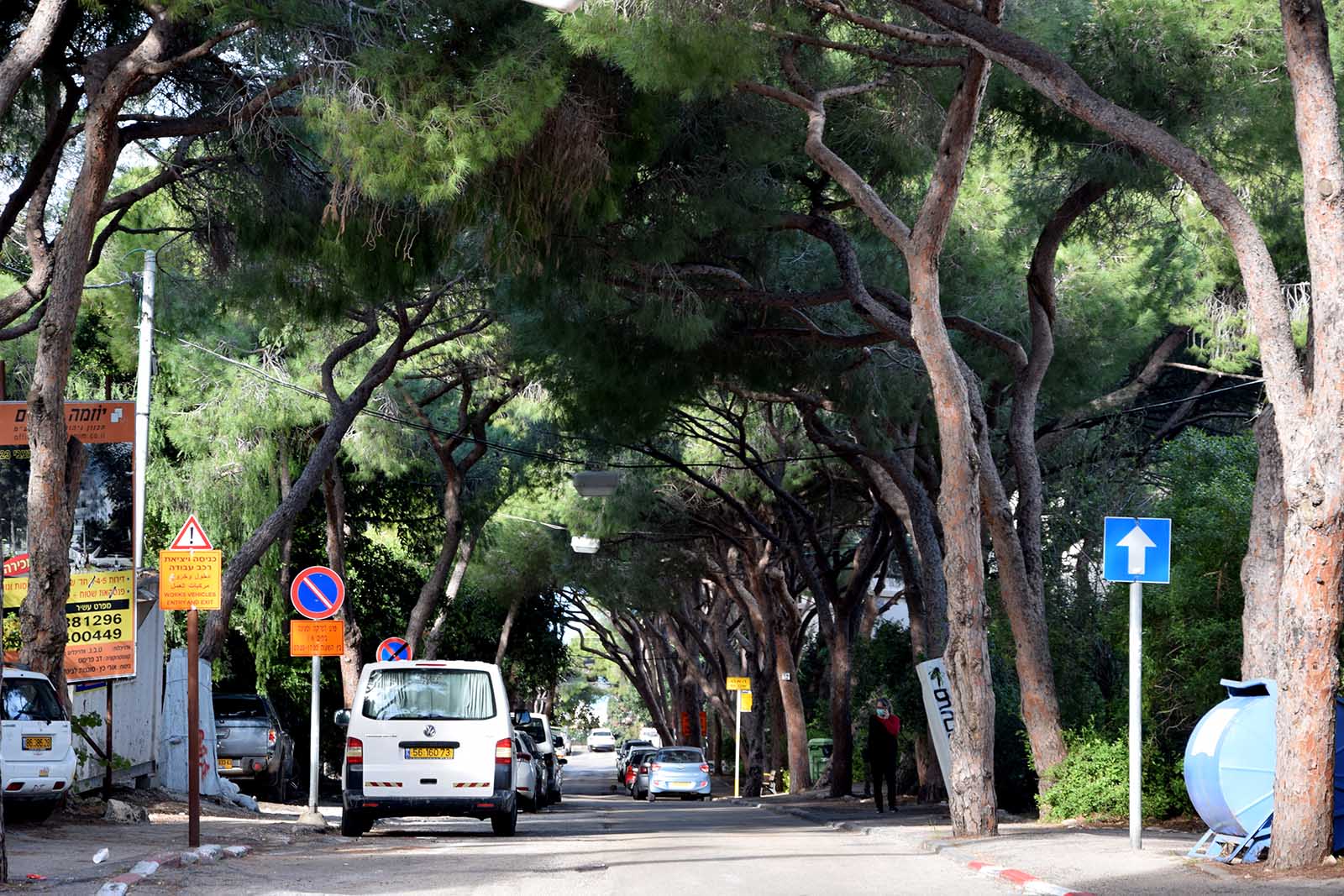 אורנים בשדרות הצבי בחיפה. &quot;השילוב של הבנוי עם העצים זה הקסם של העיר&quot; (צילום: שי ניר)