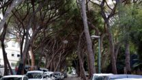 אורנים בשדרות הצבי בחיפה. "יצירת מופת של הטבע" (צילום: שי ניר)