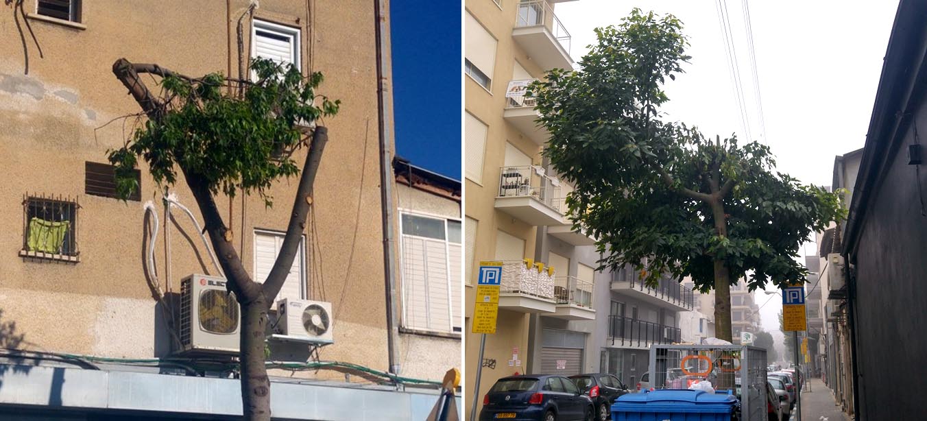 עצים גזומים בתל אביב. &quot;בכל הערים יש גיזום יתר. במקרים רבים היד קלה על ההדק&quot; (צילום: דבר)