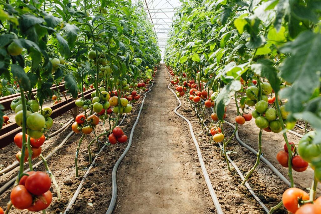 עגבניות בחממה. (צילום: Shutterstock)