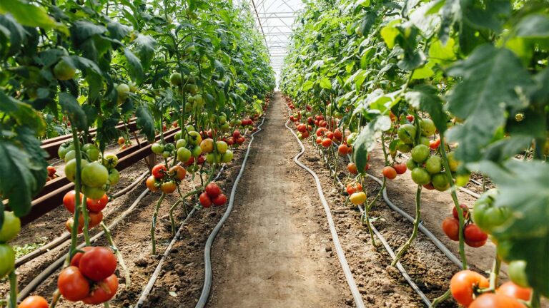 עגבניות בחממה בארץ. בגלל היעדר תמיכה ממשלתית, לא בטוח שהרובוט יגיע (צילום: Shutterstock)