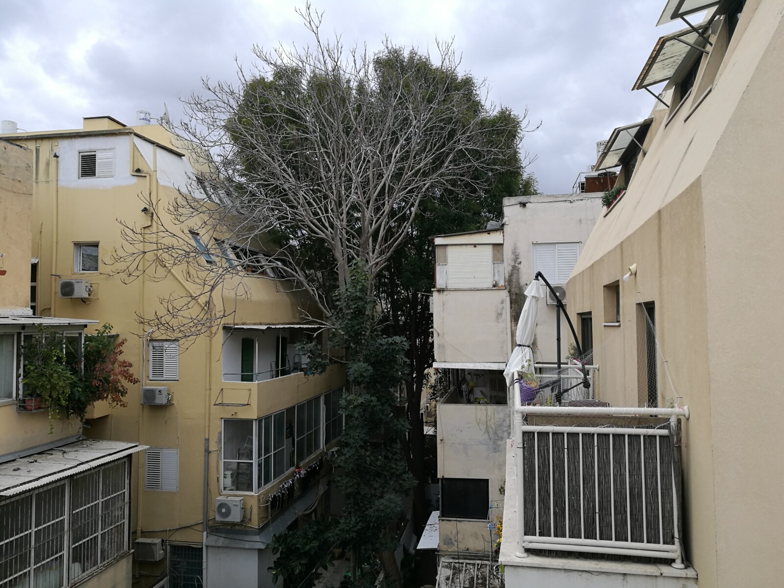 עץ ציבורי בשטח פרטי בחצר בניין בתל אביב. &quot;אני חושב שהעירייה אחראית חד משמעית על כל העצים בעיר&quot; (צילום: דבר)