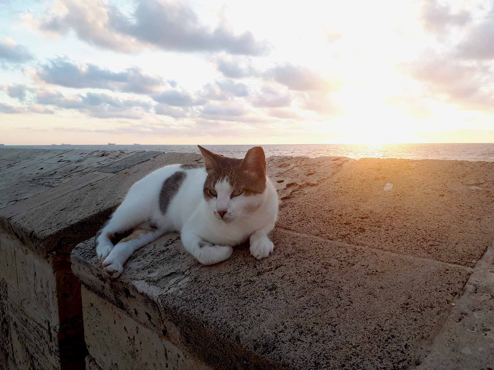 مقيمة دائمة تستلقي على سور متمشى عكا عند غروب الشمس. &quot;القطط تنتظر. جيد لها هنا&quot; (تصوير: راز روتم)