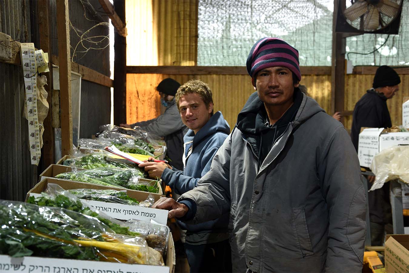 העובדים וינאיי קאוופיסודן (מימין) ויונתן לירז אורזים את הירקות בארגזים (צילום: שי ניר)