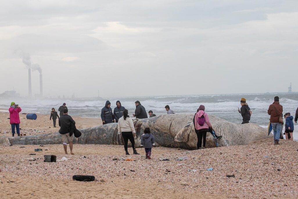 גופת הלוויתן בחוף ניצנים. Photo by Yossi) Aloni/Flash90)