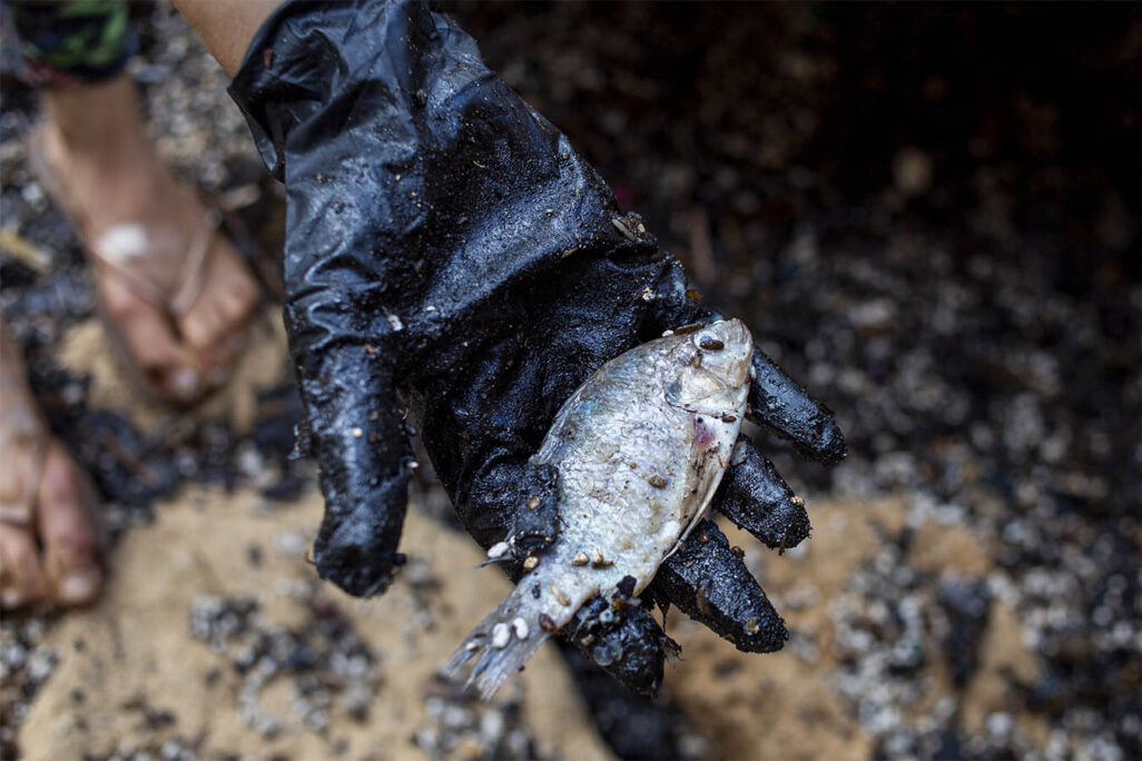 מתנדבת מחזיקה דג מת משפיכת נפט הזפת בים התיכון בשמורת גדור ליד חדרה. (צילום: AP/Ariel Schalit)