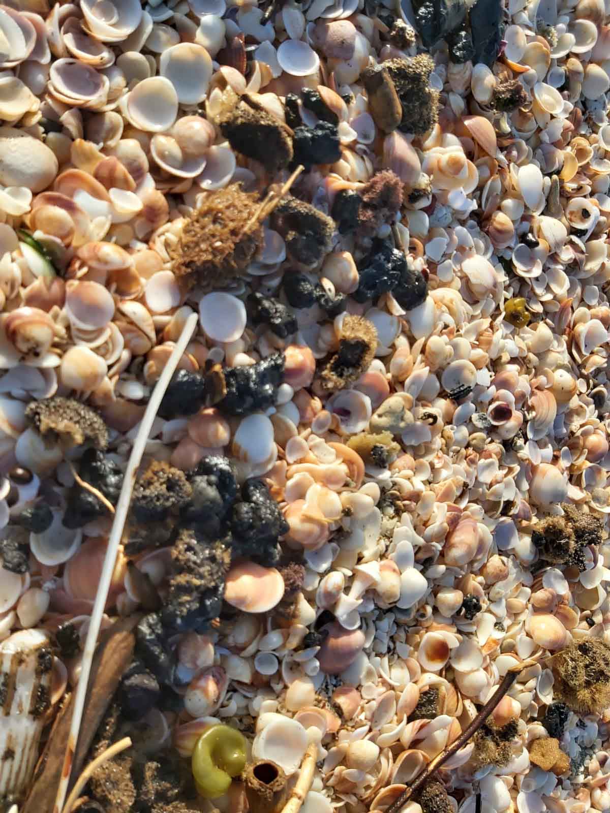 צדפות ים קטנות מעורבות בזפת על החוף (צילום: עידן לוי, רשות הטבע והגנים)