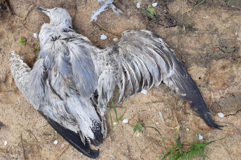 ציפור שנפגעה מהטורבינה ברמת סירין (צילום: מאבק 2020)
