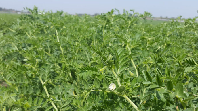 שיחי חִמְצָה בשדה החומוס של קבוצת יבנה (צילום: הדס פישביין)