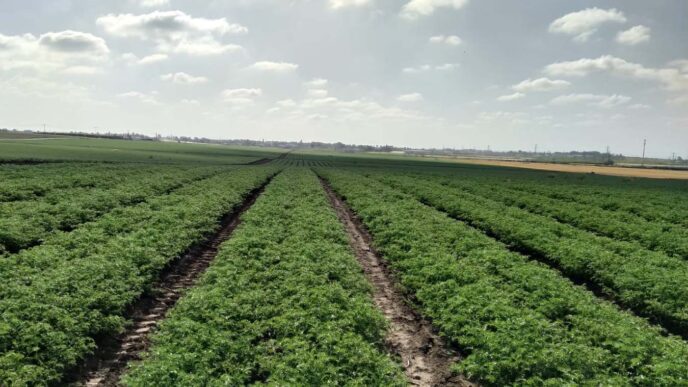 שדה החומוס של קבוצת יבנה. ""אני קם בבוקר לתפילה וב-06:30 אני כבר בשדה" (צילום: הדס פישביין)