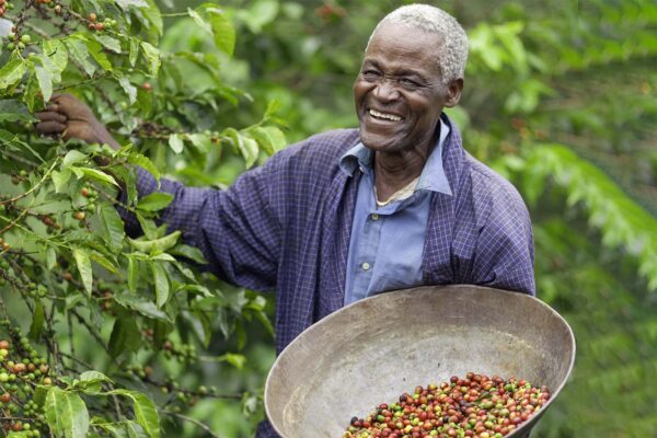 חקלאי במטע קפה בקניה (צילום: gettyimeges)