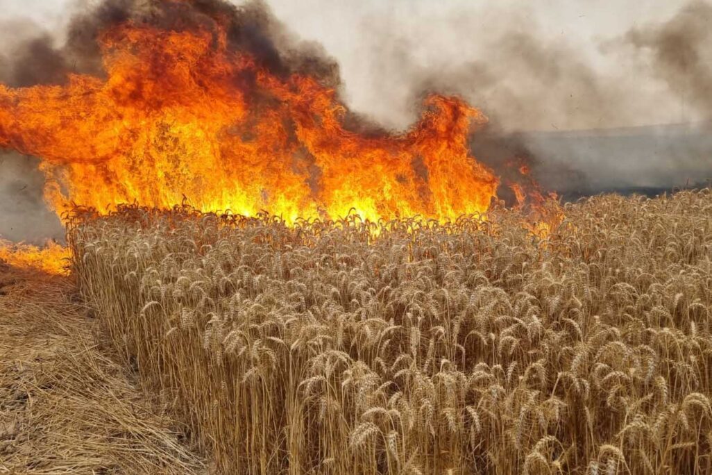 שריפת שדה חיטה. כמחצית מכמות החיטה למאכל בישראל מיובאת מרוסיה ואוקראינה (צילום אילוסטרציה: שדות נגב)