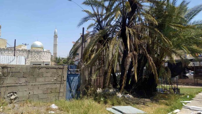 דקלים שהוצתו על ידי ערבים מחוץ לבית הכנסת דוסא (צילום: יהל פרג׳)